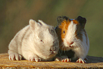 Meerschwein und Zwergkaninchen / guninea pig and dwarf rabbit