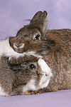 Meerschwein und Zwergkaninchen / guninea pig and dwarf rabbit