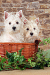 West Highland White Terrier Welpen / West Highland White Terrier Puppies