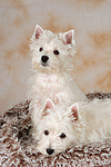 West Highland White Terrier Welpen / West Highland White Terrier Puppies