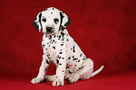 Dalmatiner Welpe / dalmatian puppy