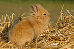 Löwenköpfchen / lion-headed bunny