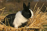 Zwergkaninchen / dwarf rabbit