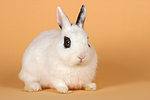 Zwergkaninchen / dwarf rabbit