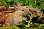 junges Zwergkaninchen / young dwarf rabbit