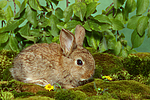 junges Zwergkaninchen / young dwarf rabbit