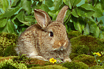 junges Zwergkaninchen / young dwarf rabbit