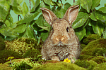 junges Zwergkaninchen / young dwarf rabbit