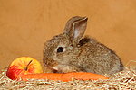 Zwergkaninchen / dwarf rabbit