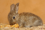 Zwergkaninchen / dwarf rabbit