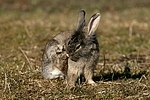 Löwenköpfchen / lion-headed rabbit