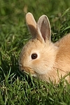 junges Zwergkaninchen / young dwarf rabbit