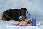 Dobermann beim Essen / Doberman Pinscher at dinner