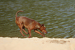 Rehpinscher / miniature pinscher