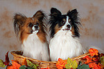 2 Papillons