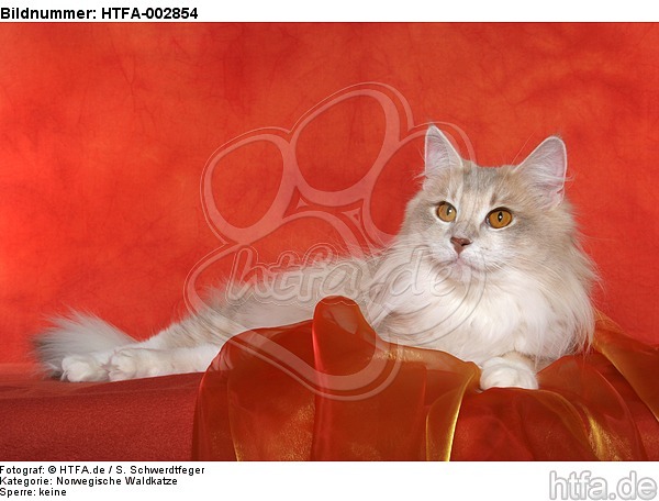 Norwegische Waldkatze / norwegian forestcat / HTFA-002854