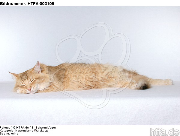 Norwegische Waldkatze / norwegian forestcat / HTFA-003109