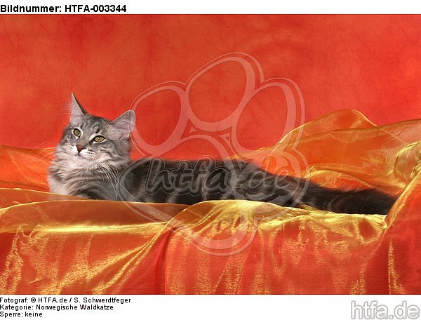 Norwegische Waldkatze / norwegian forestcat / HTFA-003344