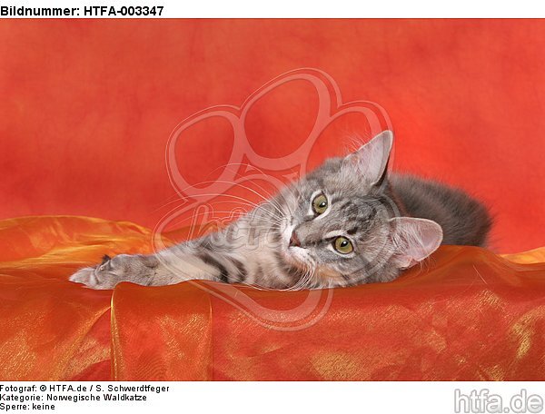 Norwegische Waldkatze / norwegian forestcat / HTFA-003347