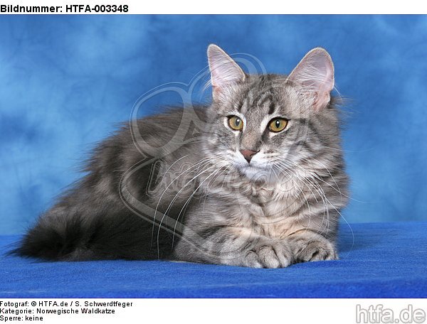 Norwegische Waldkatze / norwegian forestcat / HTFA-003348