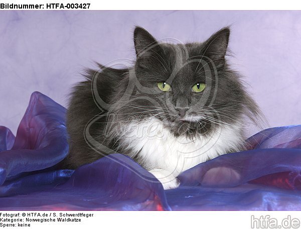 Norwegische Waldkatze / norwegian forestcat / HTFA-003427