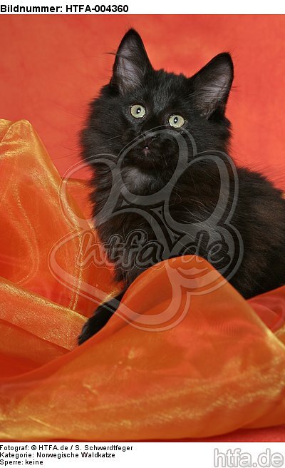 Norwegische Waldkatze Kätzchen / norwegian forestcat kitten / HTFA-004360