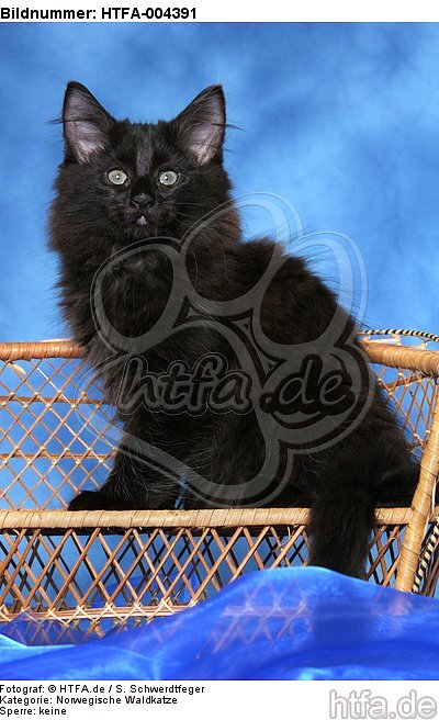 Norwegische Waldkatze Kätzchen / norwegian forestcat kitten / HTFA-004391