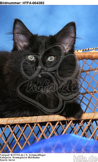 Norwegische Waldkatze Kätzchen / norwegian forestcat kitten / HTFA-004393