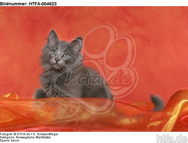 Norwegische Waldkatze Kätzchen / norwegian forestcat kitten / HTFA-004623