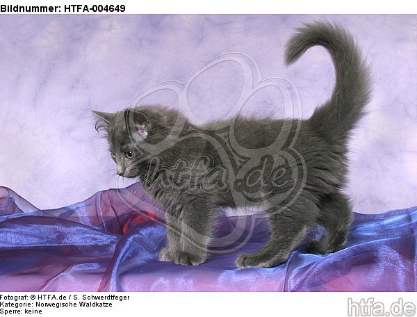 Norwegische Waldkatze Kätzchen / norwegian forestcat kitten / HTFA-004649