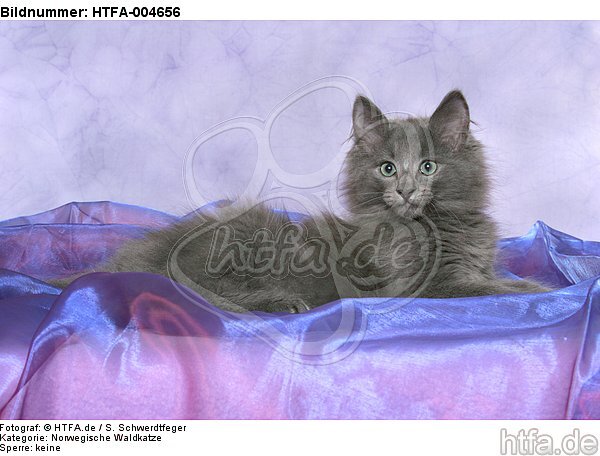 Norwegische Waldkatze Kätzchen / norwegian forestcat kitten / HTFA-004656