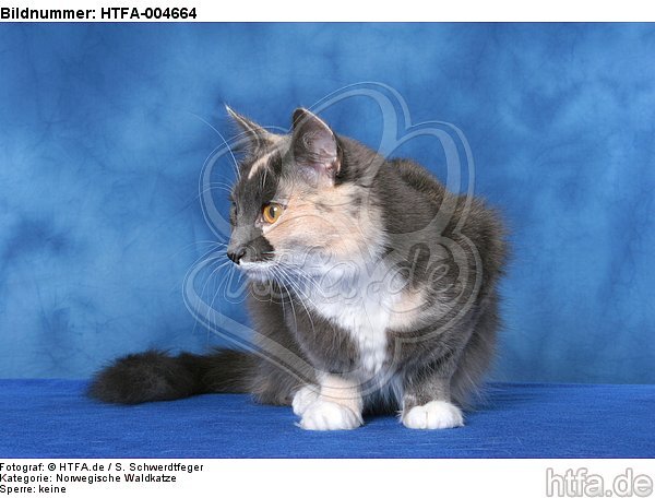 Norwegische Waldkatze / norwegian forestcat / HTFA-004664