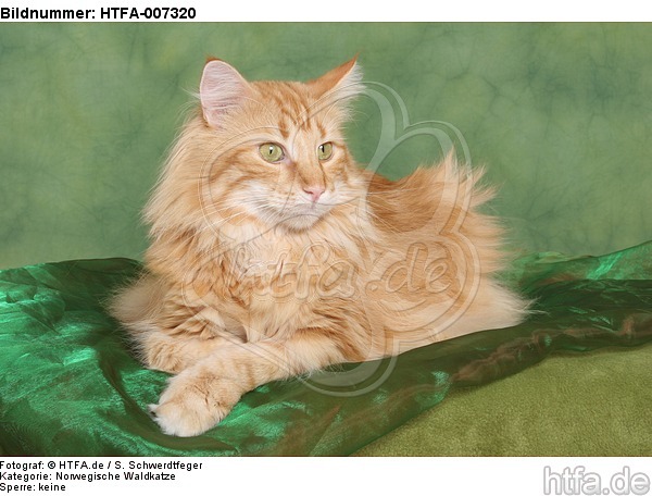 Norwegische Waldkatze / norwegian forestcat / HTFA-007320