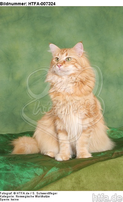 Norwegische Waldkatze / norwegian forestcat / HTFA-007324