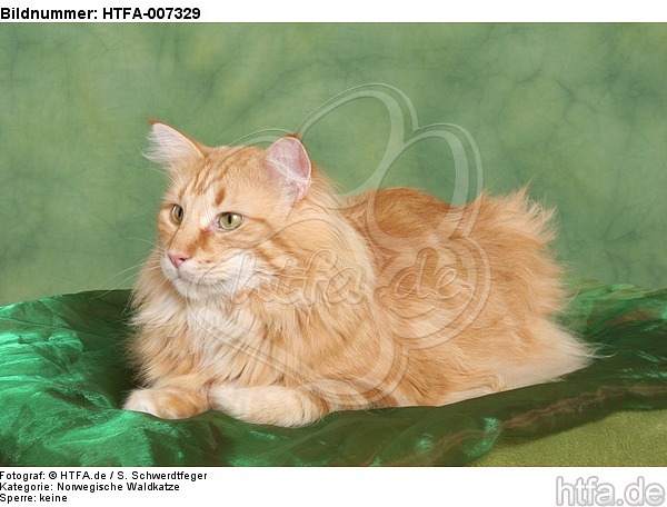 Norwegische Waldkatze / norwegian forestcat / HTFA-007329