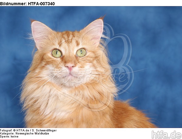 Norwegische Waldkatze / norwegian forestcat / HTFA-007340