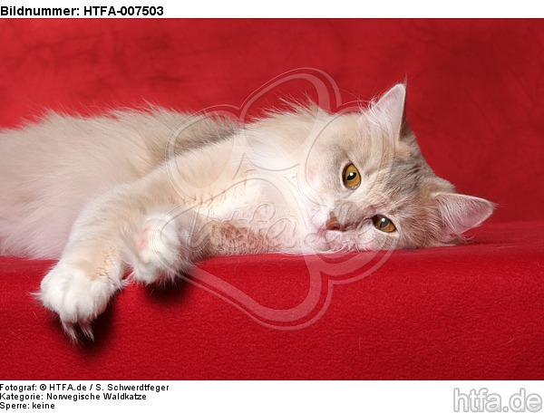 Norwegische Waldkatze / norwegian forestcat / HTFA-007503