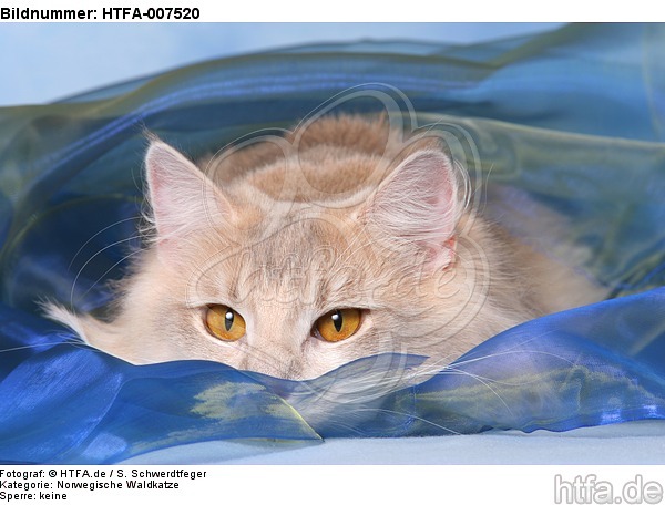 Norwegische Waldkatze / norwegian forestcat / HTFA-007520