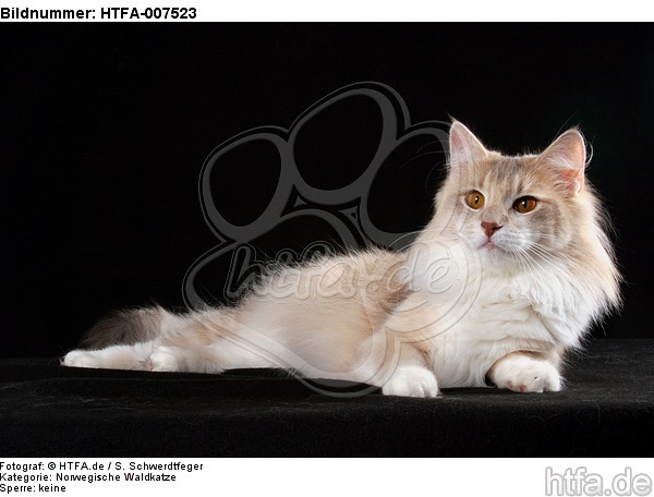 Norwegische Waldkatze / norwegian forestcat / HTFA-007523