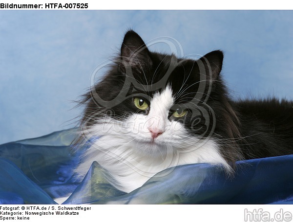 Norwegische Waldkatze / norwegian forestcat / HTFA-007525