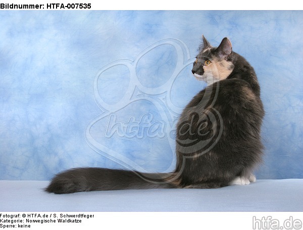 Norwegische Waldkatze / norwegian forestcat / HTFA-007535