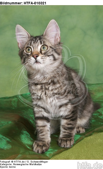 sitzendes Norwegisches Waldkätzchen / sitting Norwegian Forestcat kitten / HTFA-010321