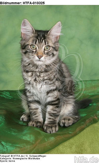 sitzendes Norwegisches Waldkätzchen / sitting Norwegian Forestcat kitten / HTFA-010325