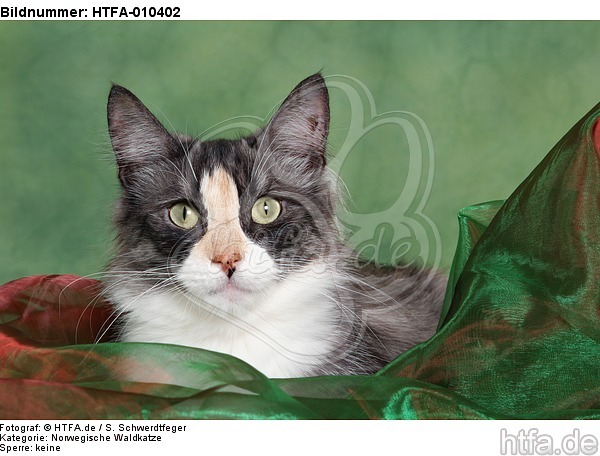 Norwegische Waldkatze Portrait / Norwegian Forestcat Portrait / HTFA-010402