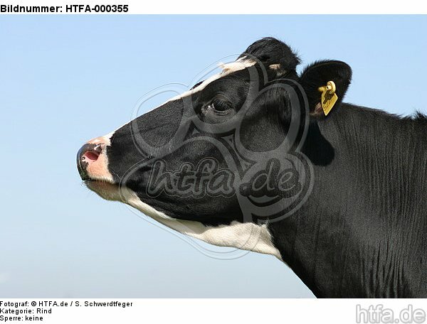 Rind Portrait / cattle portrait / HTFA-000355
