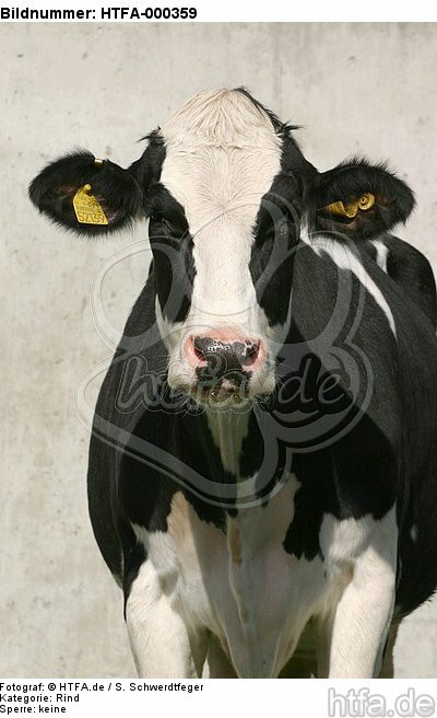 Rind Portrait / cattle portrait / HTFA-000359