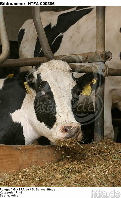 Rind in Fressliegebox / cattle in stable / HTFA-000366