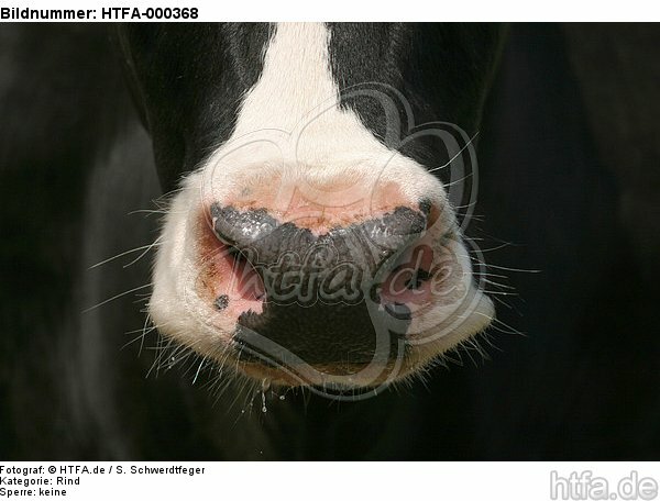 Rind Maul / cattle mouth / HTFA-000368