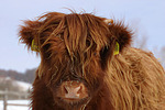 Schottisches Hochlandrind im Winter / highland cattle in winter