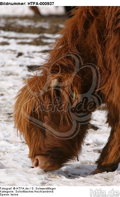 Schottisches Hochlandrind im Winter / highland cattle in winter / HTFA-000937